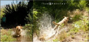 Phoenix romping in the stream June 2011