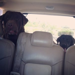Tug and baby Pirelli riding in the car June 2015